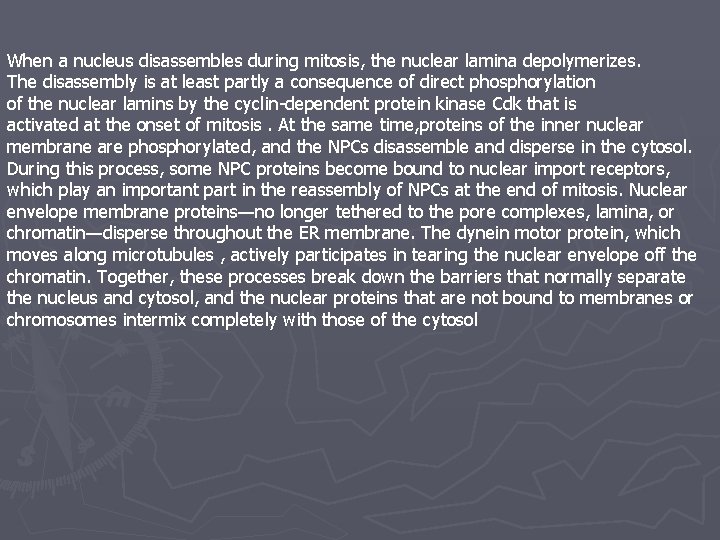 When a nucleus disassembles during mitosis, the nuclear lamina depolymerizes. The disassembly is at