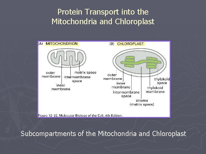 Protein Transport into the Mitochondria and Chloroplast Subcompartments of the Mitochondria and Chloroplast 