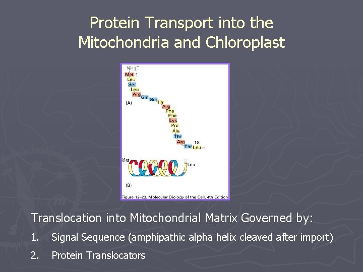 Protein Transport into the Mitochondria and Chloroplast Translocation into Mitochondrial Matrix Governed by: 1.