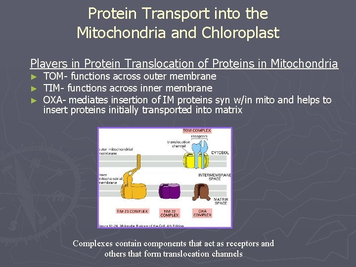 Protein Transport into the Mitochondria and Chloroplast Players in Protein Translocation of Proteins in