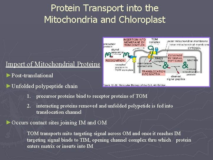 Protein Transport into the Mitochondria and Chloroplast Import of Mitochondrial Proteins ►Post-translational ►Unfolded polypeptide