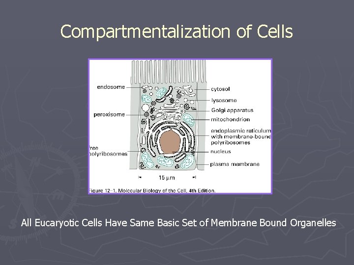 Compartmentalization of Cells All Eucaryotic Cells Have Same Basic Set of Membrane Bound Organelles