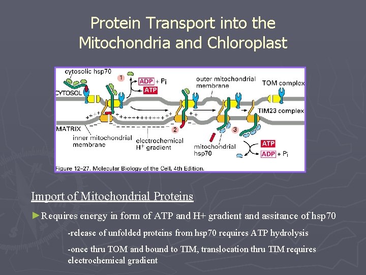 Protein Transport into the Mitochondria and Chloroplast Import of Mitochondrial Proteins ►Requires energy in