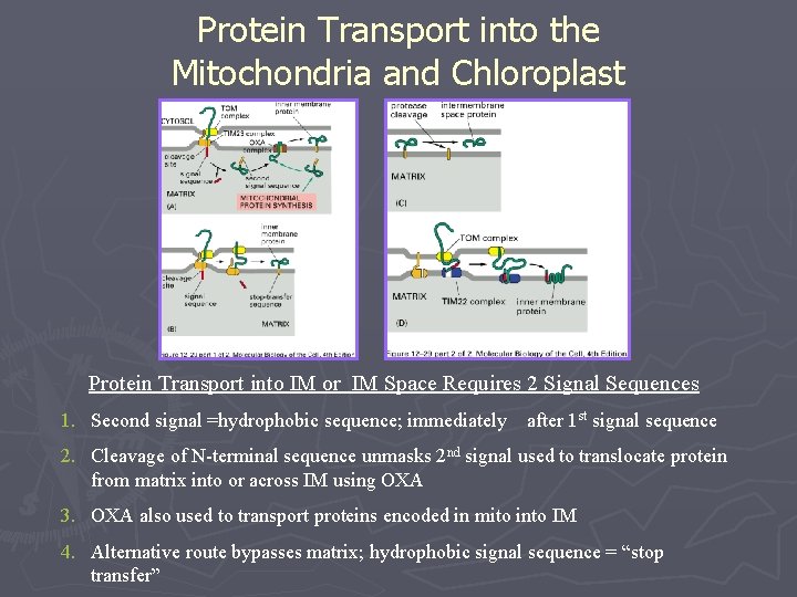 Protein Transport into the Mitochondria and Chloroplast Protein Transport into IM or IM Space