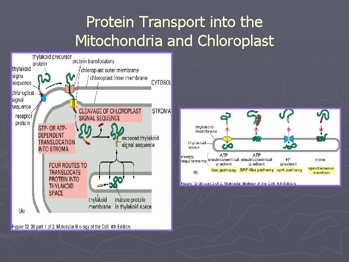 Protein Transport into the Mitochondria and Chloroplast 