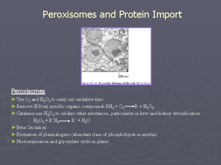 Peroxisomes and Protein Import Peroxisomes ►Use O 2 and H 2 O 2 to