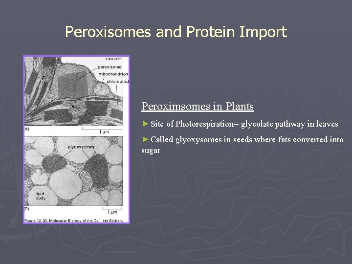 Peroxisomes and Protein Import Peroximsomes in Plants ►Site of Photorespiration= glycolate pathway in leaves