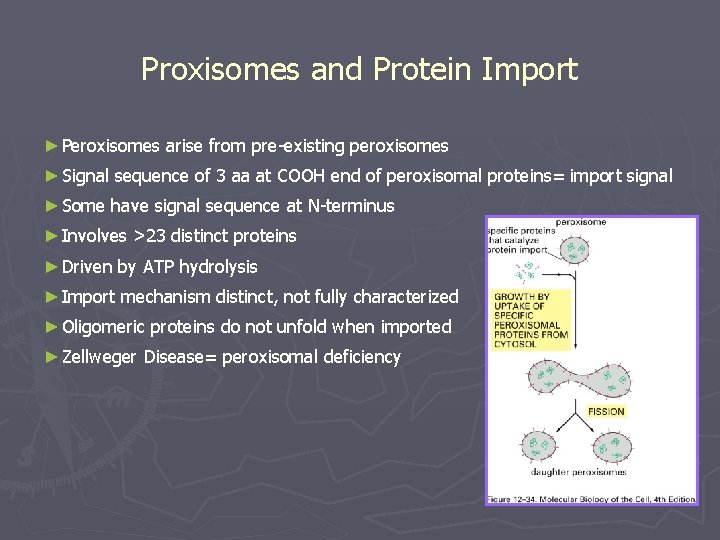 Proxisomes and Protein Import ►Peroxisomes arise from pre-existing peroxisomes ►Signal sequence of 3 aa