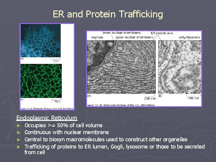 ER and Protein Trafficking Endoplasmic Reticulum Occupies >= 50% of cell volume ► Continuous