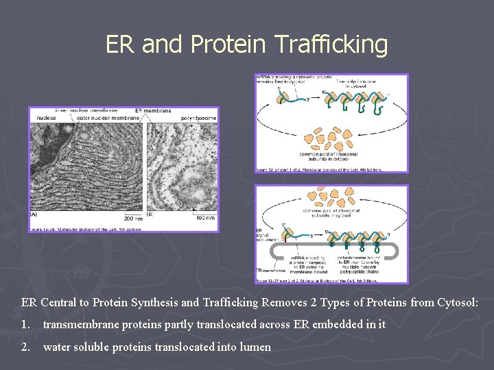 ER and Protein Trafficking ER Central to Protein Synthesis and Trafficking Removes 2 Types