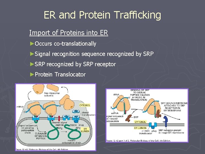 ER and Protein Trafficking Import of Proteins into ER ►Occurs co-translationally ►Signal recognition sequence