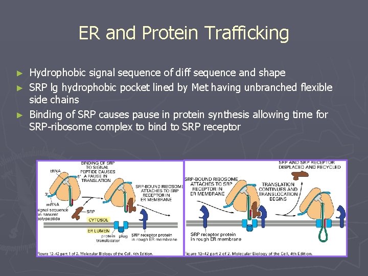 ER and Protein Trafficking Hydrophobic signal sequence of diff sequence and shape ► SRP