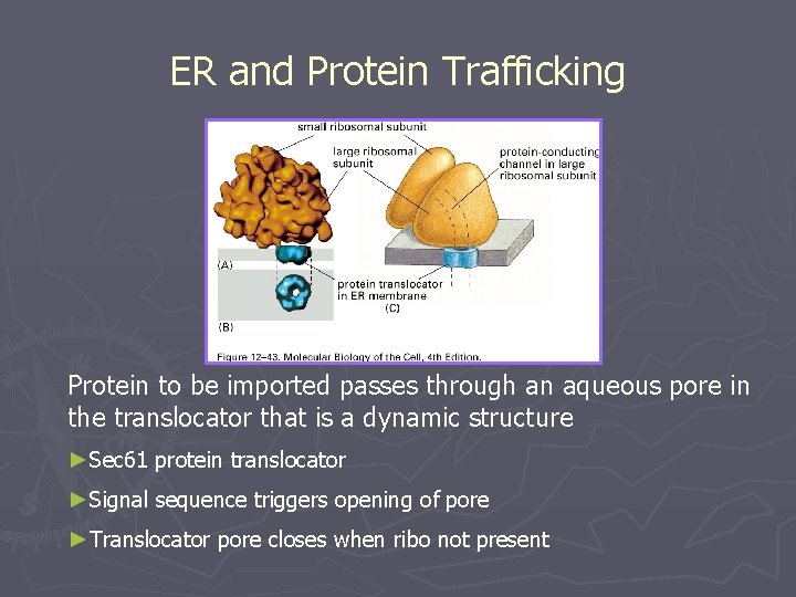 ER and Protein Trafficking Protein to be imported passes through an aqueous pore in