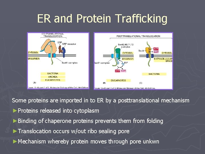 ER and Protein Trafficking Some proteins are imported in to ER by a posttranslational