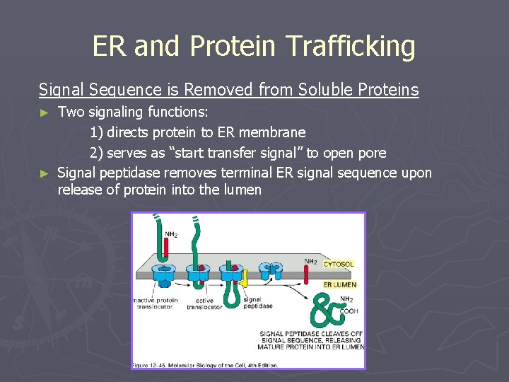 ER and Protein Trafficking Signal Sequence is Removed from Soluble Proteins Two signaling functions: