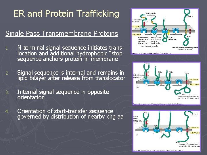 ER and Protein Trafficking Single Pass Transmembrane Proteins 1. N-terminal signal sequence initiates translocation