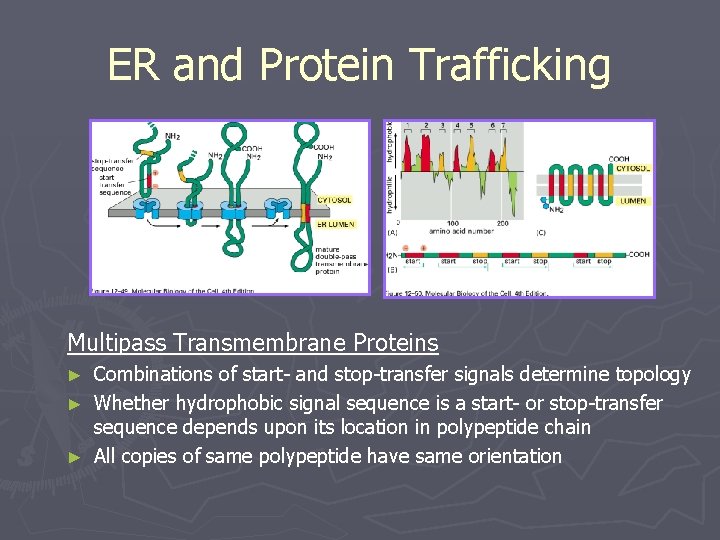 ER and Protein Trafficking Multipass Transmembrane Proteins Combinations of start- and stop-transfer signals determine