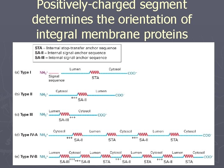 Positively-charged segment determines the orientation of integral membrane proteins 