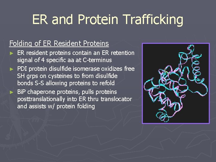 ER and Protein Trafficking Folding of ER Resident Proteins ER resident proteins contain an