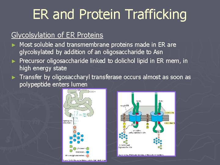 ER and Protein Trafficking Glycolsylation of ER Proteins Most soluble and transmembrane proteins made