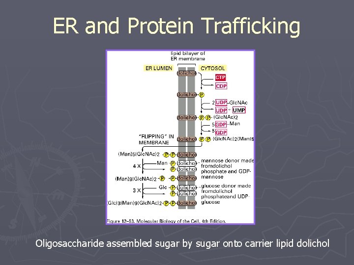 ER and Protein Trafficking Oligosaccharide assembled sugar by sugar onto carrier lipid dolichol 