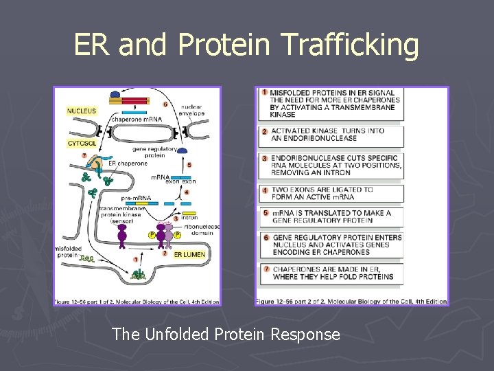 ER and Protein Trafficking The Unfolded Protein Response 