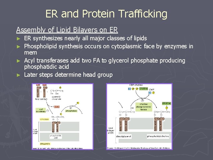 ER and Protein Trafficking Assembly of Lipid Bilayers on ER ER synthesizes nearly all