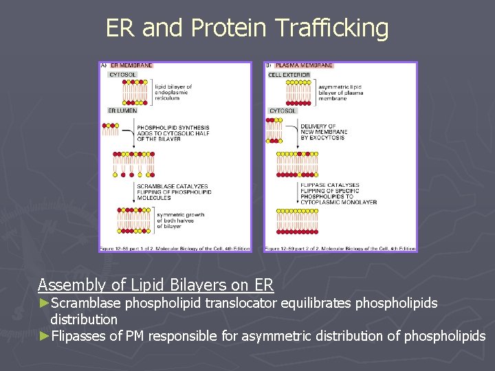 ER and Protein Trafficking Assembly of Lipid Bilayers on ER ►Scramblase phospholipid translocator equilibrates