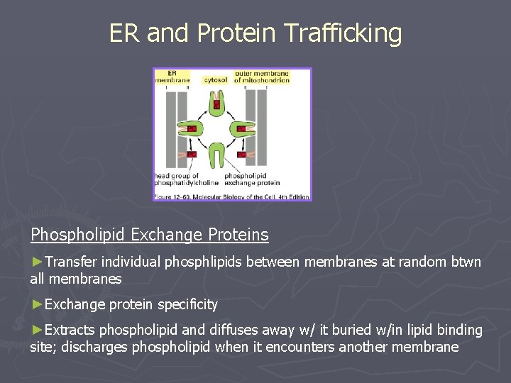 ER and Protein Trafficking Phospholipid Exchange Proteins ►Transfer individual phosphlipids between membranes at random