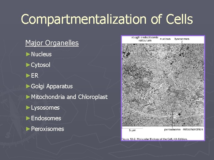 Compartmentalization of Cells Major Organelles ►Nucleus ►Cytosol ►ER ►Golgi Apparatus ►Mitochondria and Chloroplast ►Lysosomes