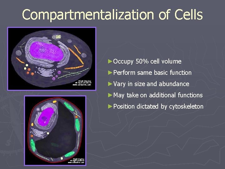 Compartmentalization of Cells ►Occupy 50% cell volume ►Perform same basic function ►Vary in size