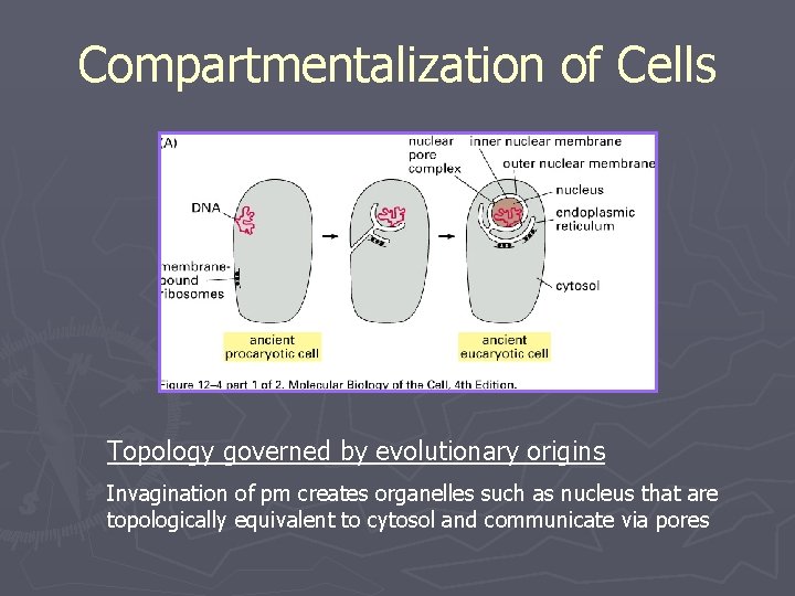 Compartmentalization of Cells Topology governed by evolutionary origins Invagination of pm creates organelles such