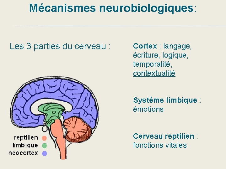 Mécanismes neurobiologiques: Les 3 parties du cerveau : Cortex : langage, écriture, logique, temporalité,