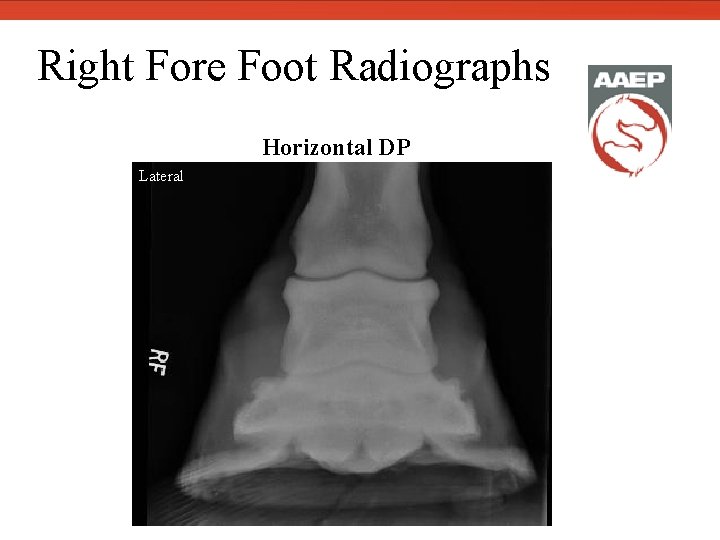  Right Fore Foot Radiographs Lateral Horizontal DP 