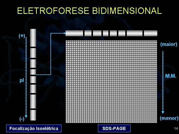 ELETROFORESE BIDIMENSIONAL (+) (maior) M. M. p. I (menor) (-) Focalização Isoelétrica SDS-PAGE 14