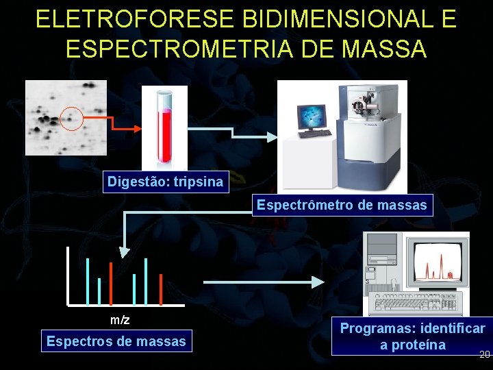 ELETROFORESE BIDIMENSIONAL E ESPECTROMETRIA DE MASSA Digestão: tripsina Espectrômetro de massas m/z Espectros de