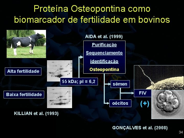 Proteína Osteopontina como biomarcador de fertilidade em bovinos AIDA et al. (1999) Purificação Sequenciamento