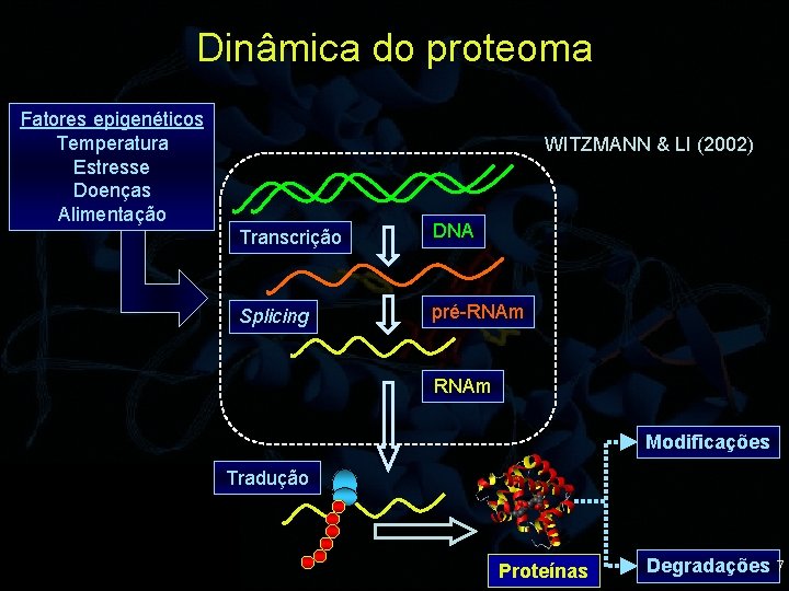 Dinâmica do proteoma Fatores epigenéticos Temperatura Estresse Doenças Alimentação WITZMANN & LI (2002) Transcrição