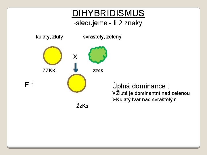 DIHYBRIDISMUS -sledujeme kulatý, žlutý - li 2 znaky svraštělý, zelený x ŽŽKK zzss F