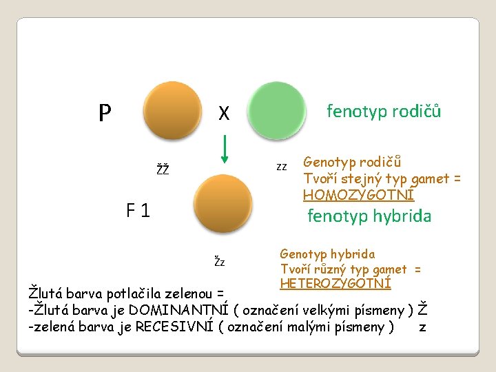 P X fenotyp rodičů zz ŽŽ F 1 Genotyp rodičů Tvoří stejný typ gamet