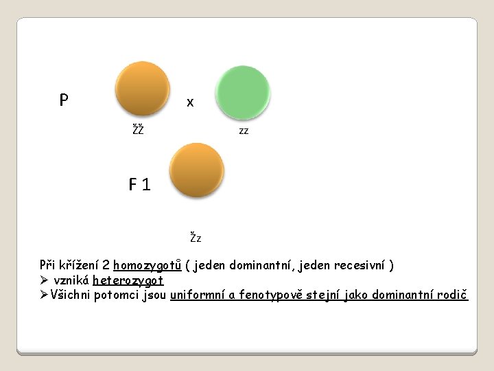 P x ŽŽ zz F 1 Žz Při křížení 2 homozygotů ( jeden dominantní,