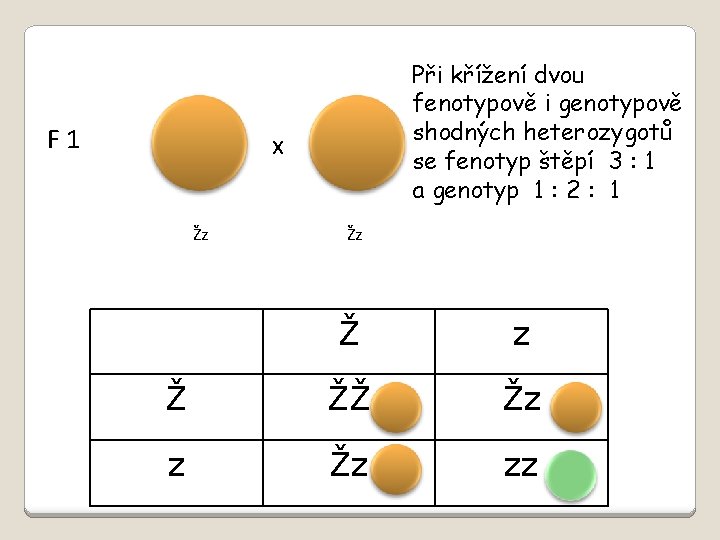 F 1 Při křížení dvou fenotypově i genotypově shodných heterozygotů se fenotyp štěpí 3