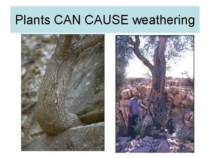 Plants CAN CAUSE weathering 
