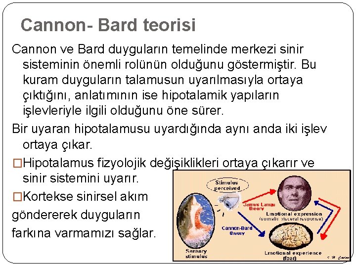 Cannon- Bard teorisi Cannon ve Bard duyguların temelinde merkezi sinir sisteminin önemli rolünün olduğunu