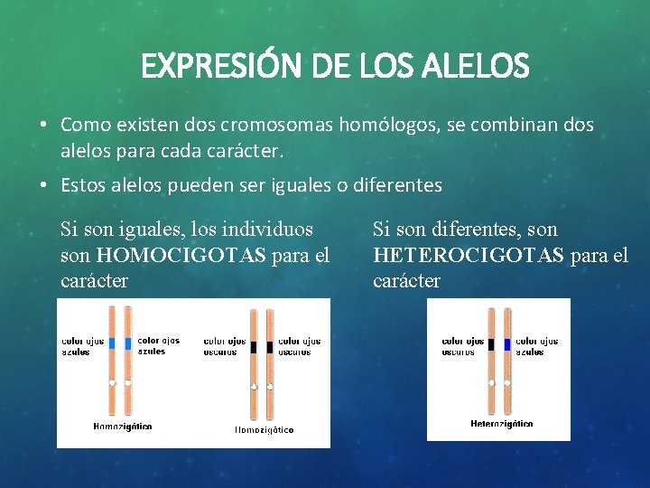 EXPRESIÓN DE LOS ALELOS • Como existen dos cromosomas homólogos, se combinan dos alelos