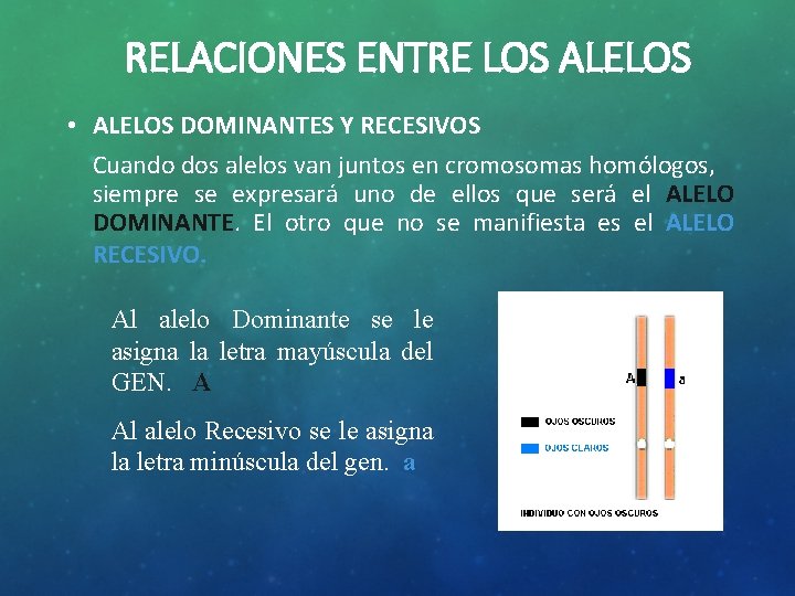 RELACIONES ENTRE LOS ALELOS • ALELOS DOMINANTES Y RECESIVOS Cuando dos alelos van juntos