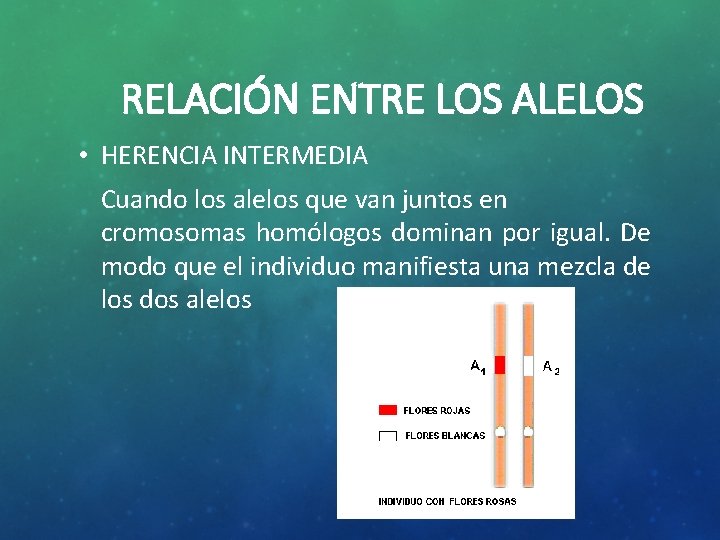 RELACIÓN ENTRE LOS ALELOS • HERENCIA INTERMEDIA Cuando los alelos que van juntos en