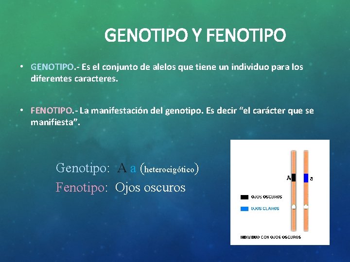 GENOTIPO Y FENOTIPO • GENOTIPO. - Es el conjunto de alelos que tiene un