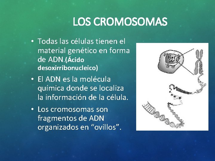 LOS CROMOSOMAS • Todas las células tienen el material genético en forma de ADN.