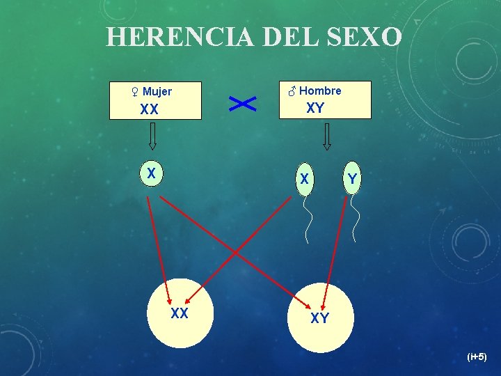 HERENCIA DEL SEXO ♀ Mujer ♂ Hombre XX XY X X XX Y XY